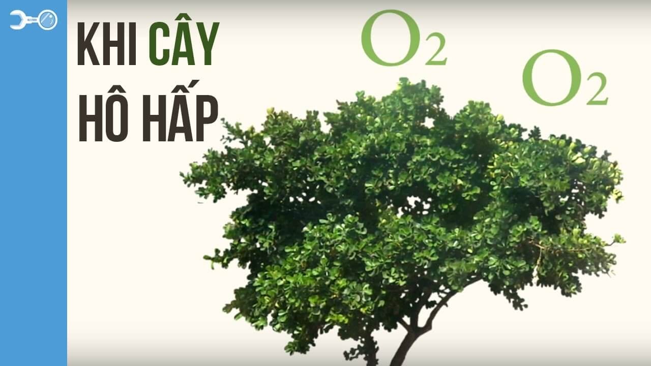 Quá trình hô hấp