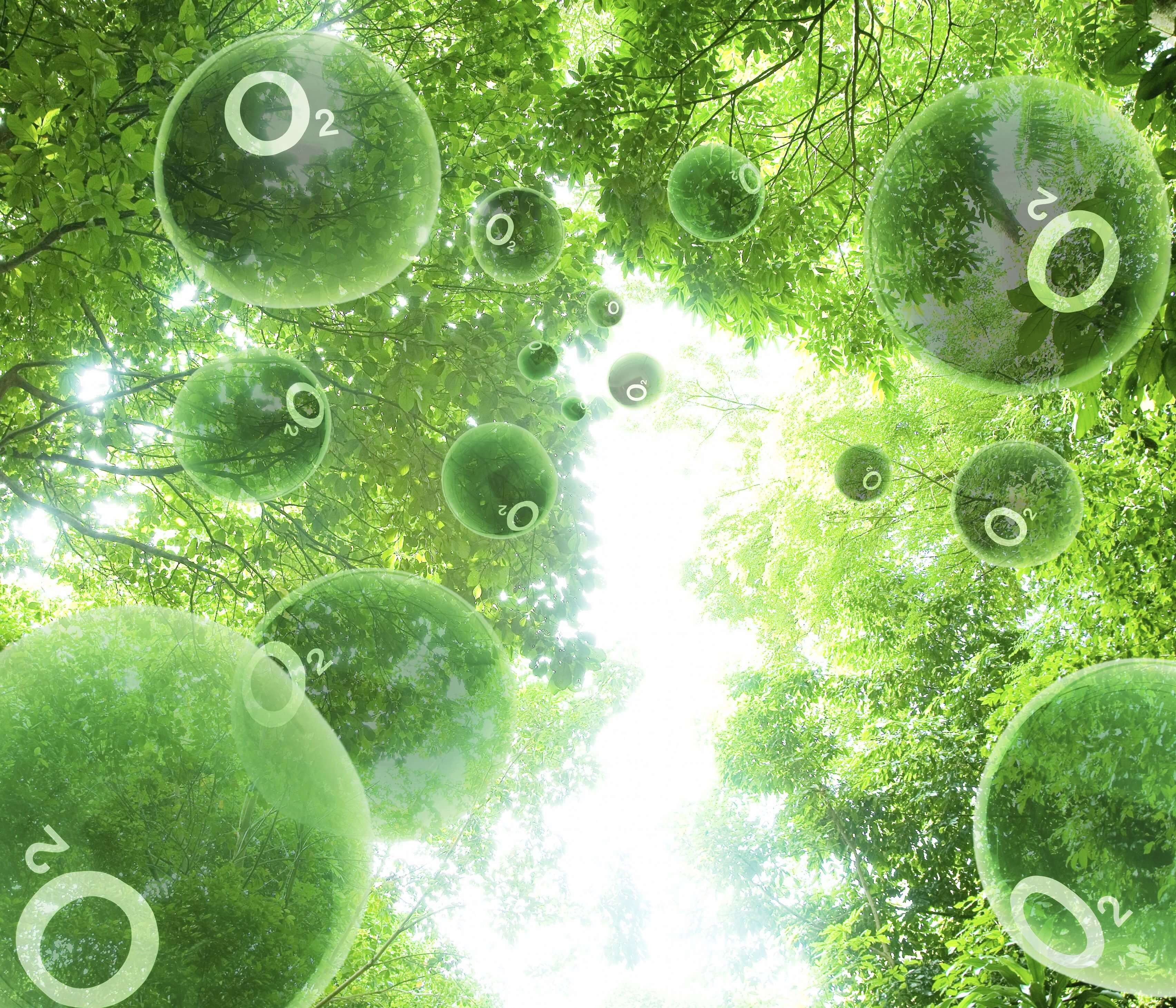 Quá trình quang hợp