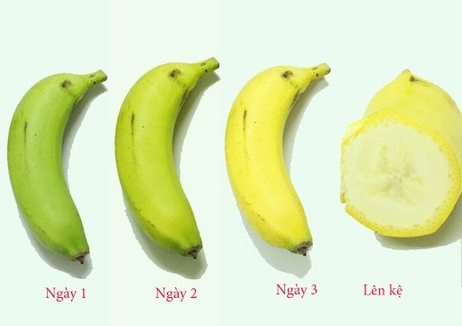 Cơ chế làm chín quả bằng ethylene