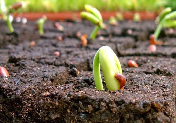 Giúp tăng sức đề kháng của cây trồng đối với mầm bệnh