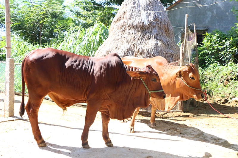 Là giải pháp thay thế kháng sinh trong chăn nuôi