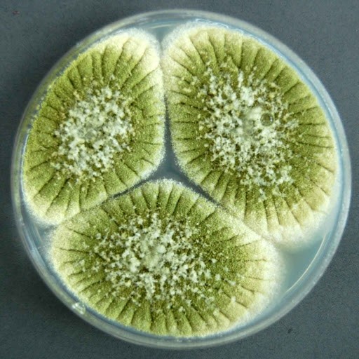 Một số loài nấm sợi thuộc chi Aspergillus cũng chứa axit oxalic