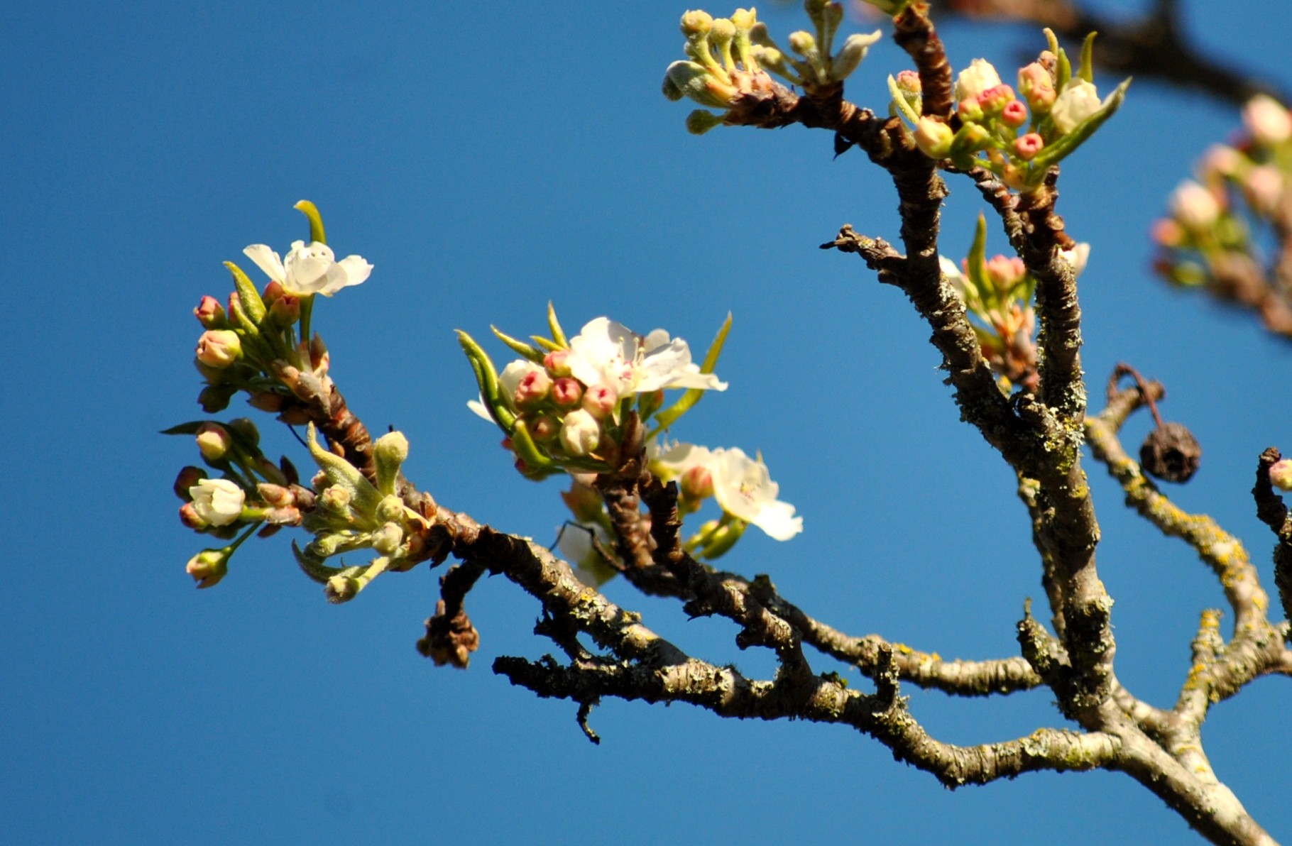 Axit benzoic có nhiều trong vỏ cây anh đào