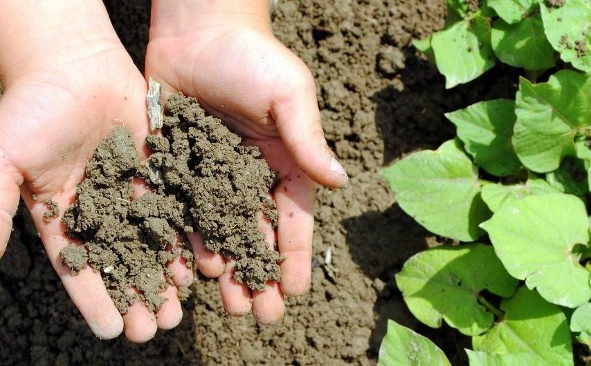 Lấy mẫu đất tại nhiều vị trí khác nhau trong khu vực cần thí nghiệm