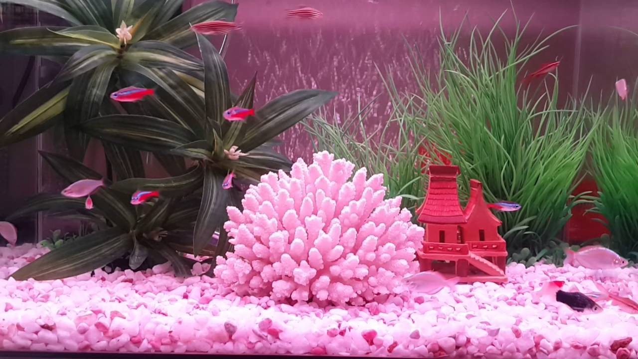 Thêm san hô vào bể cá