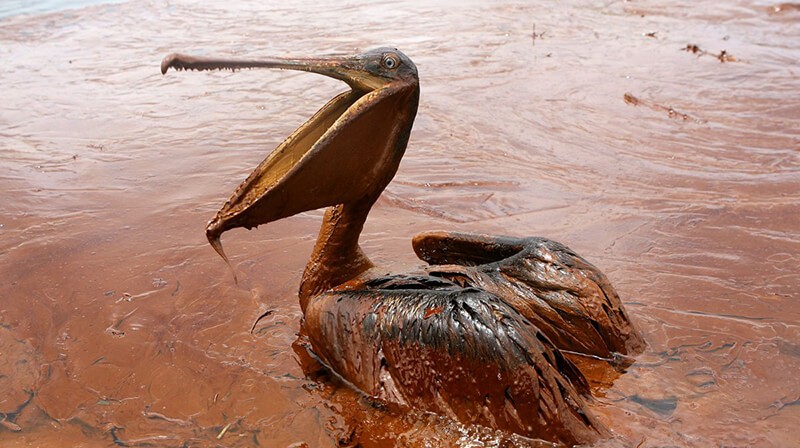 Ô nhiễm nguồn nước ảnh hưởng đến sự phát triển của động vật