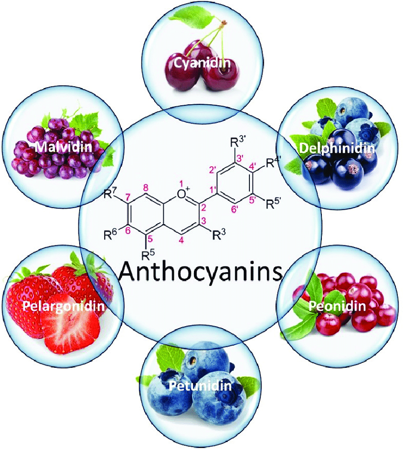 anthocyanins-trong-đỏ-màu-trái cây-thích nghi-từ-chỉ-quả mọng-67