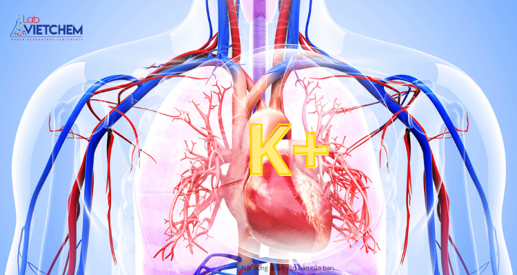 Kali đảm bảo hoạt động của cơ tim