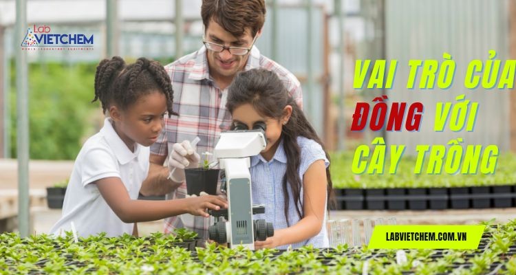 Vai trò của Đồng đối với thực vật
