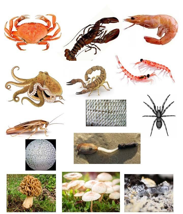 Chitin là thành phần đặc trưng của thành tế bào nấm và bộ xương động vật chân đốt