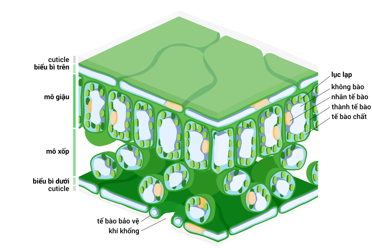 lục lạp là gì?