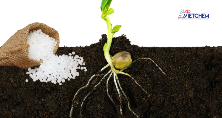 Phân MKP kích thích bộ rễ phát triển khỏe mạnh