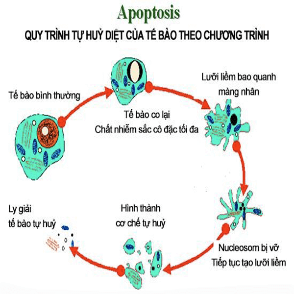 chương trình apoptosis