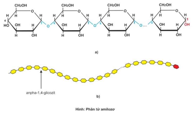 Tinh bột thường có trong các loại hạt 